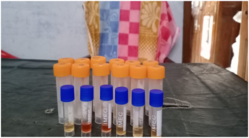 Blood Serum Sample Collection from Goat Blood Serum Sample Collection from Goat